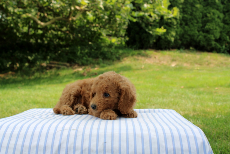 puppy, for, sale, Mini Goldendoodle F1B, Matthew B. Stoltzfus, dog, breeder, Gap, PA, dog-breeder, puppy-for-sale, forsale, nearby, find, puppyfind, locator, puppylocator, aca